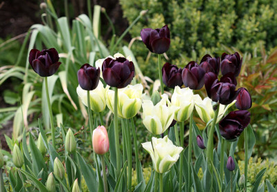 Tu_QueenofNightandSpringGreen02058.jpg