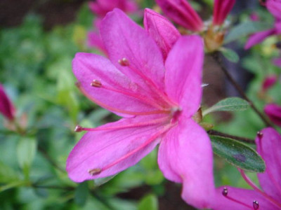 Rhododendron_hatzugiri_Blute.JPG