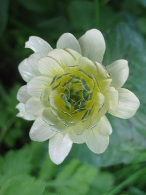 Ranunculus_ficaria_alba_plena_93691.jpg