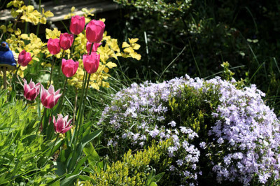 St_TuandPhlox02058.jpg