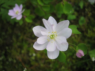 Anemonella_thalictroides_rosa_93741.jpg