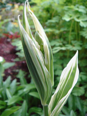 Disporum_sessile_Variegatum.jpg