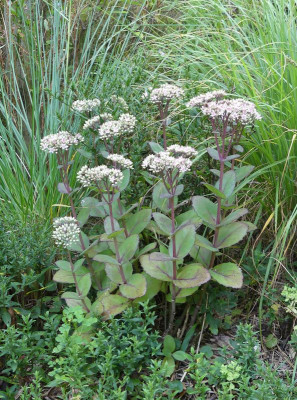 2022-08-15 Sedum 'Matrona'.jpg