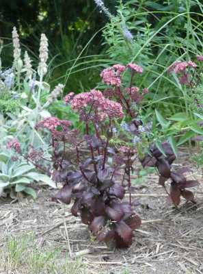 2022-08-15 Sedum 1.jpg
