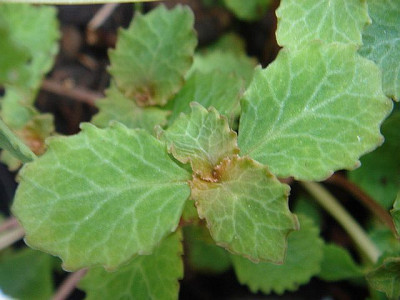Chrysosplenium_macrostemon_var._shibarense.jpg