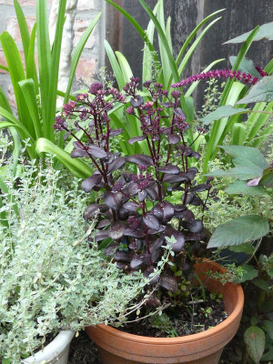 2022-08-15 Sedum 'Postman's Pride'.jpg