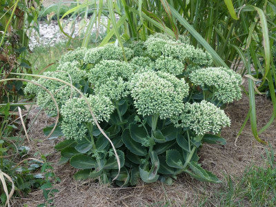 2022-08-15 Sedum 3.jpg