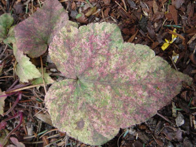 Tiarella_wherryi_Skids_Variegatet.JPG