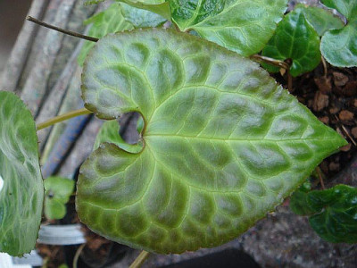 Beesia_calthifolia.jpg