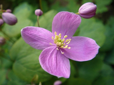 Thalictrum_orientale.JPG