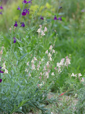 2022-08-15 Linaria x hybr. 'Peachy'.jpg