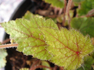 Mitella_formosana.jpg