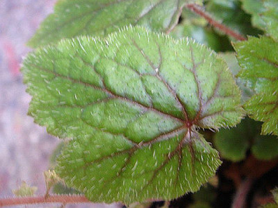 Mitella_formosana_1.jpg