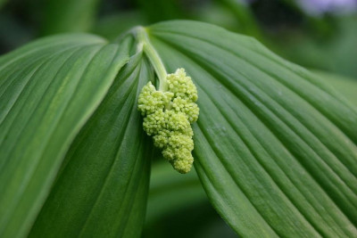 Polygonatum_humile_1.JPG