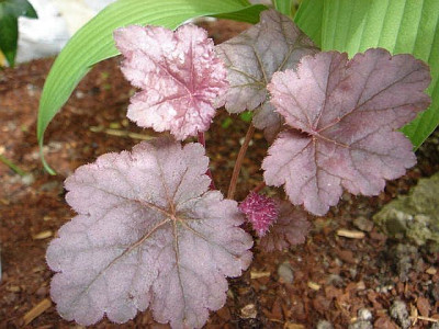 Heuchera_Swirling_Fantasy.JPG