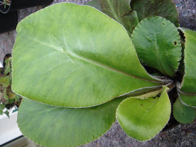 Chrysosplenium_macrophyllum.jpg