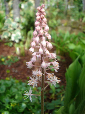 Tiarella_Tigerstripe_Blute.JPG