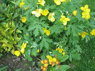 Stylophorum_diphyllum_bei_Oenothera_93611.jpg