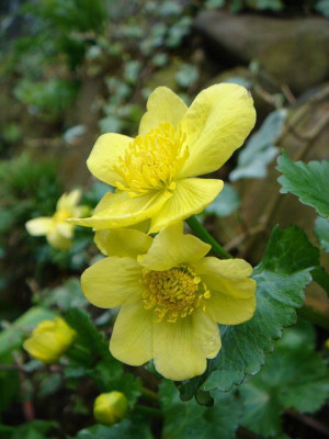 Caltha_palustris_Richard_Maatsch_1.JPG