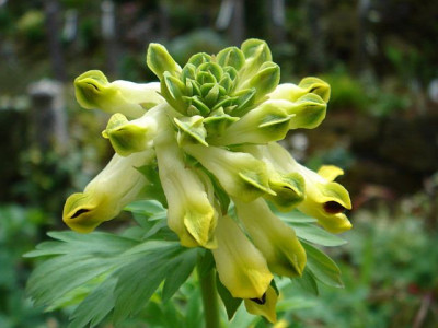 Corydalis_nobilis_2.JPG