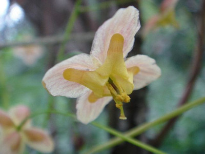 Epimedium_colchicum_Black_Sea.JPG