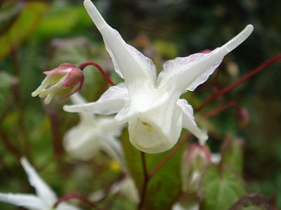Epimedium_grandiflorum_Nanum.JPG