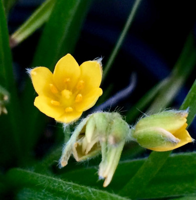 2022-08-16 Hypoxis longifolia.jpg