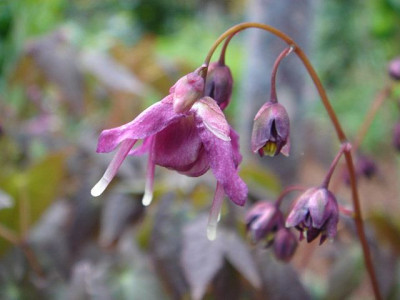 Epimedium_grandiflorum_Lila_Fee.JPG
