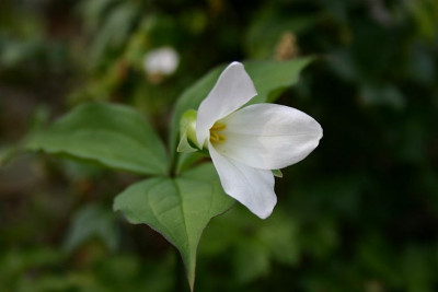 Trillium_sulcatum.JPG