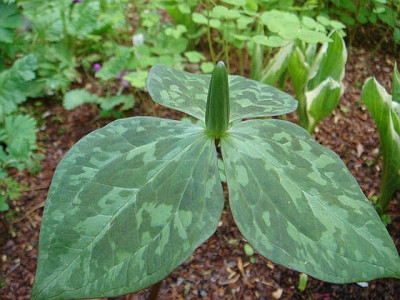 Trillium_luteum.JPG