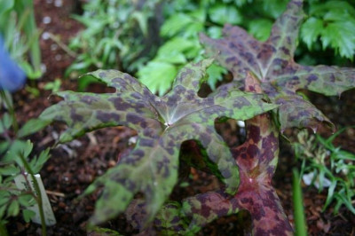 Podophyllum_delavayi_2.JPG