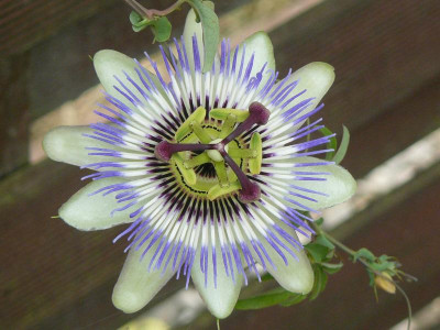Passiflora caerulea.jpg