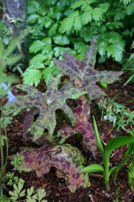 Podophyllum_delavayi.JPG