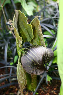 Arisaema_griffithii_5.JPG