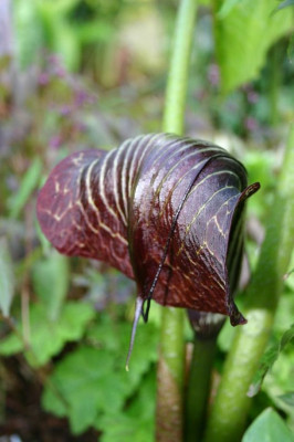 Arisaema_utile_4.JPG