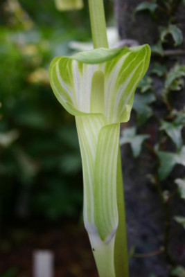 Arisaema_amurense_3_.JPG