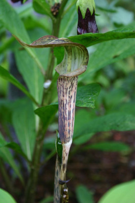 Arisaema_nepenthoides.JPG