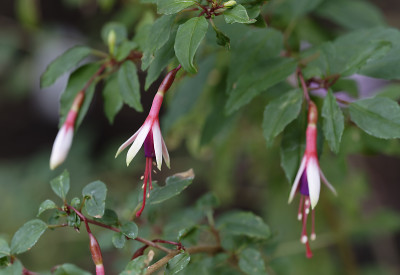 DSC_6031_DxO.jpg