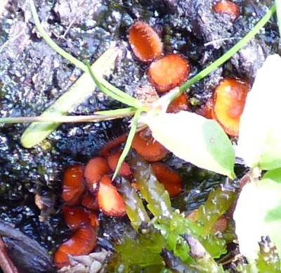 shrooms detail.jpg