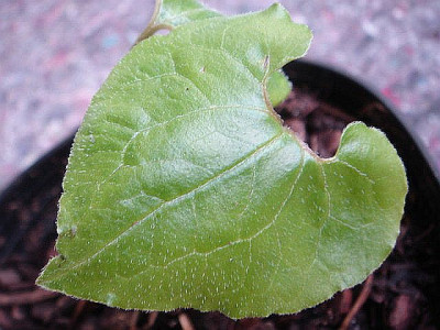 Asarum_caulescens.JPG