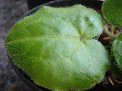 Asarum_pulchellum.JPG