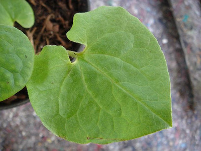Asarum_caudatum_Album.JPG