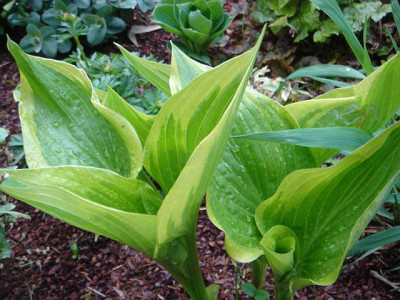 Hosta_Grand_Master.JPG