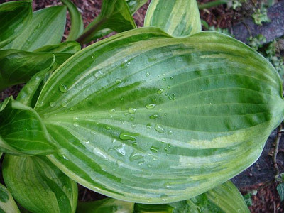 Hosta_Obsession.JPG