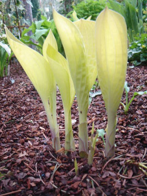 Hosta_Goldpfeil.JPG