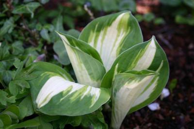 Hosta_Enterprise.JPG