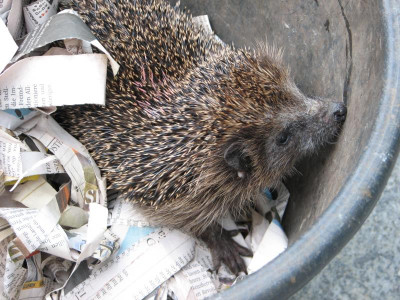 Igel Hustefix1.JPG