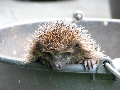 Igel Hustefix2.JPG