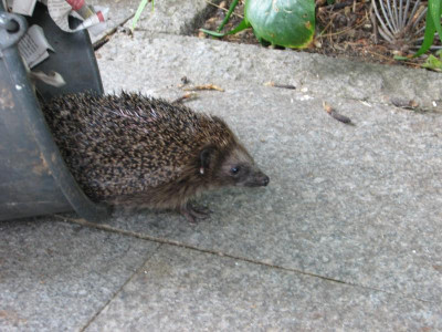 Igel Hustefix3.JPG
