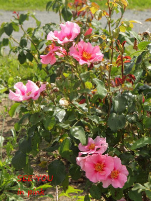 IMG_6657bx.jpg